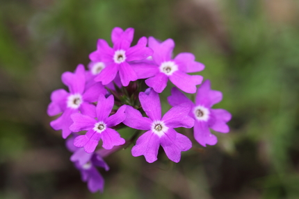 この花の名前は？