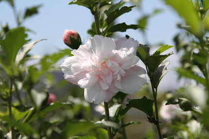 木槿（ピンク）　八重　