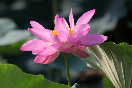 水生植物公園みずの森(1)ハス
