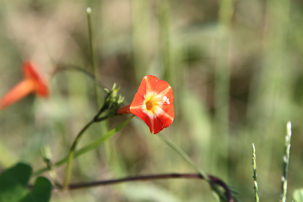マルバルコウソウ 丸葉縷紅草 旧 朝 数押しゃ撮れる Bloguru