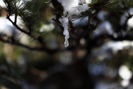 雪解けの雫(2)