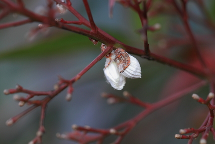 南天の花？(2)