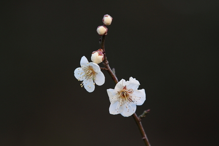 梅暦(19)