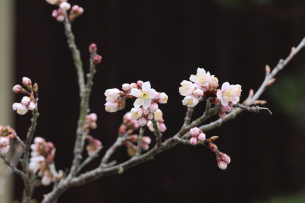 彼岸桜 （ひがんざくら）