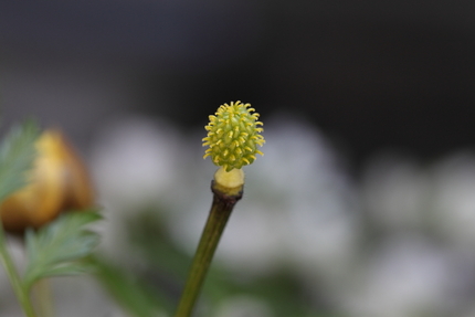 これは花？実？それとも？