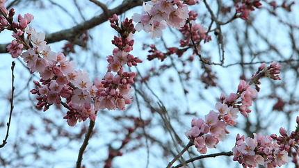 桜暦(1)