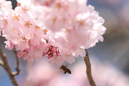 桜暦(2)