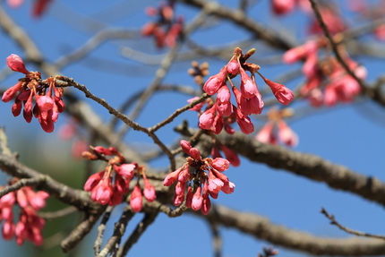 桜より少し遅れて咲きます