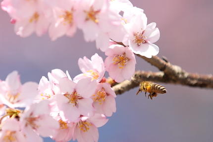 桜暦(3)