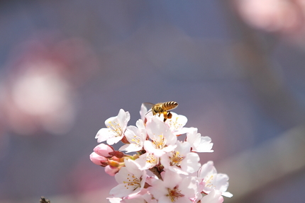 桜暦(5)