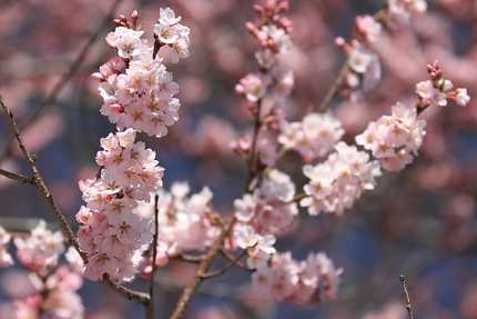 桜暦(4)