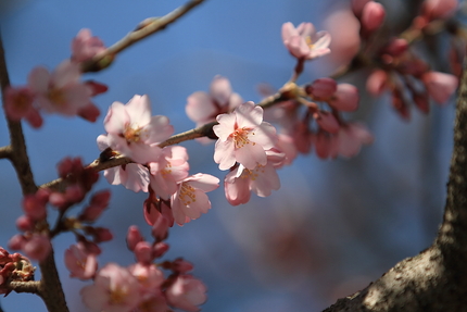 桜暦(6)