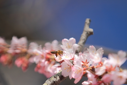 桜暦(7)