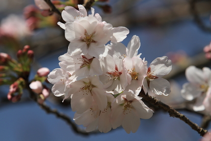 桜暦(8)