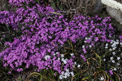 芝桜 （しばざくら）(2)