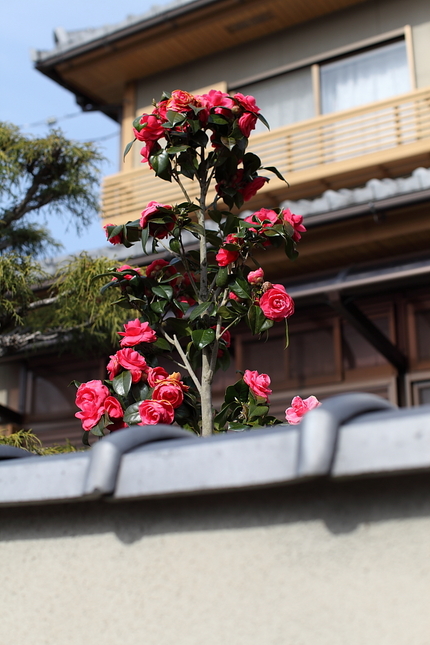 隣の花は綺麗に見えます