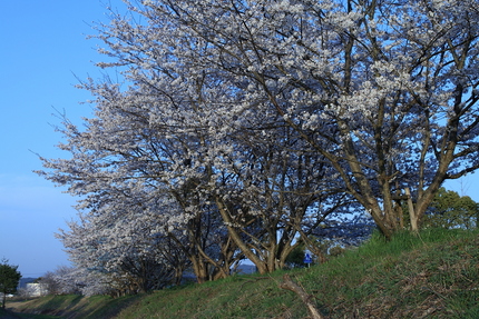 桜のピークは今