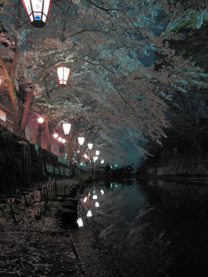 八幡掘りの夜桜