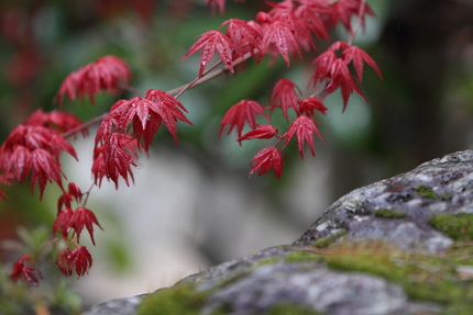 春紅葉