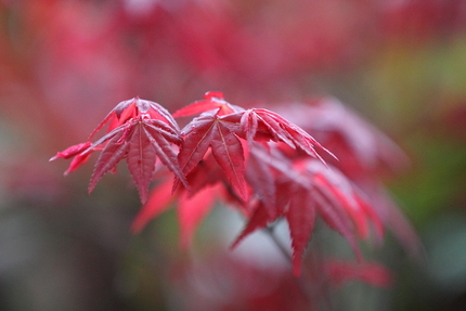 春紅葉(2)