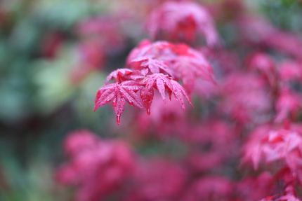 春紅葉(3)