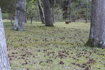 滋賀県立近江富士花緑公園(3)
