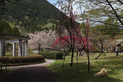 滋賀県立近江富士花緑公園(4)
