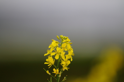 写し止めた菜花