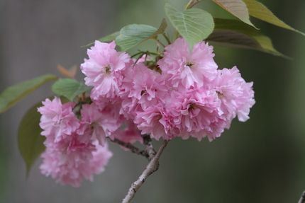 牡丹桜（ぼたんざくら）(2)