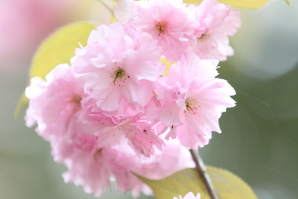 牡丹桜（ぼたんざくら）(3)