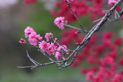 滋賀県立近江富士花緑公園(10...