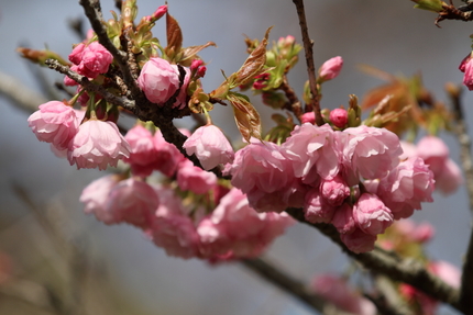 滋賀県立近江富士花緑公園(11...
