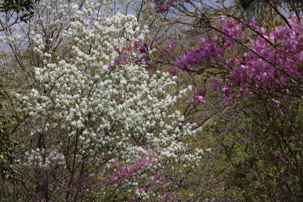滋賀県立近江富士花緑公園(12...