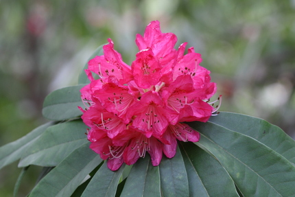 滋賀県立近江富士花緑公園(13...