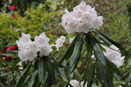 滋賀県立近江富士花緑公園(14...