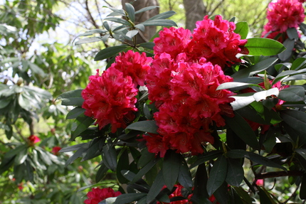 滋賀県立近江富士花緑公園(16...