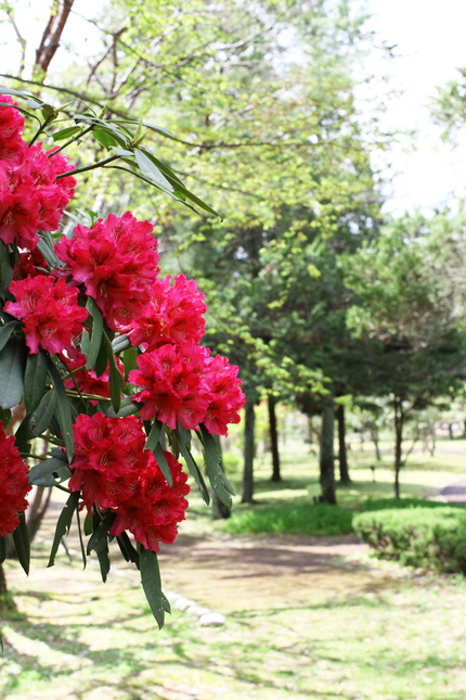 滋賀県立近江富士花緑公園(17...