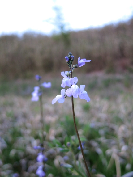 自生の草花