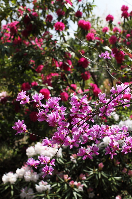 滋賀県立近江富士花緑公園(19...