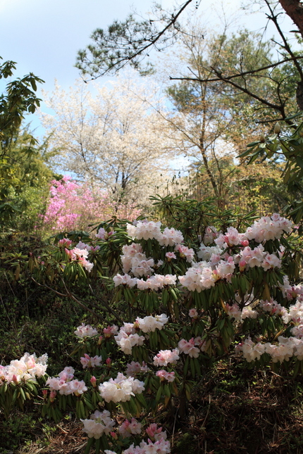 滋賀県立近江富士花緑公園(20...
