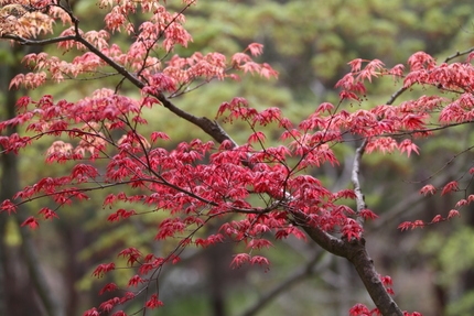 紅舞子