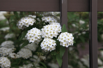 ５月（２０１０）の草花(5)
