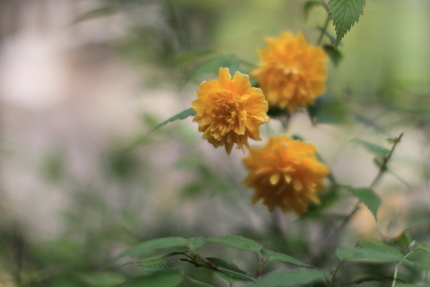 ５月（２０１０）の草花(6)