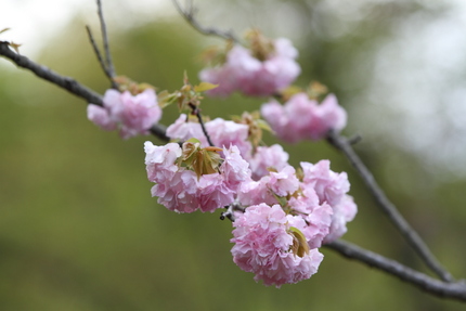 楊貴妃＜滋賀県立近江富士花緑公...