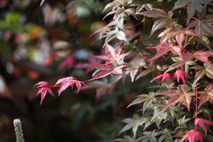 春紅葉(4)