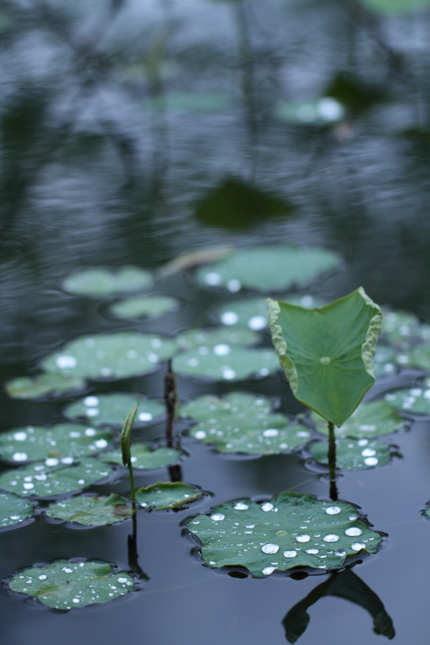 雨上がり