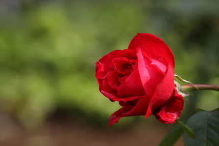 薔薇と言えば