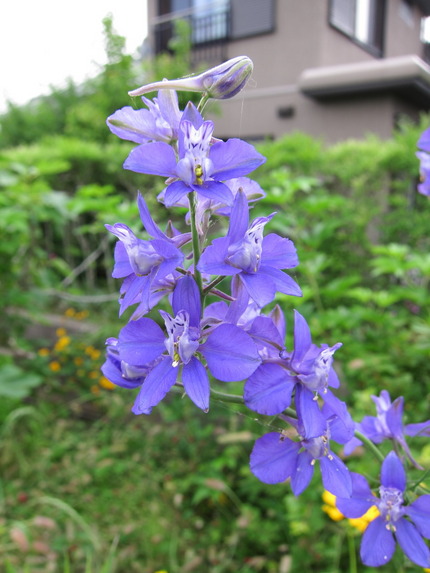 道端に咲いていた草花