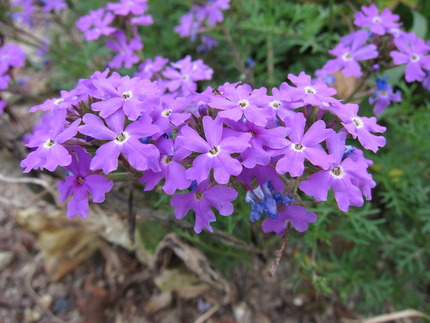 道端に咲いていた草花