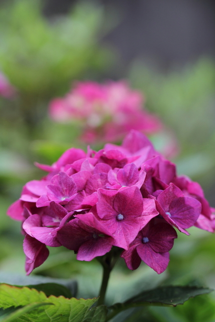 我が家の唯一の紫陽花の木